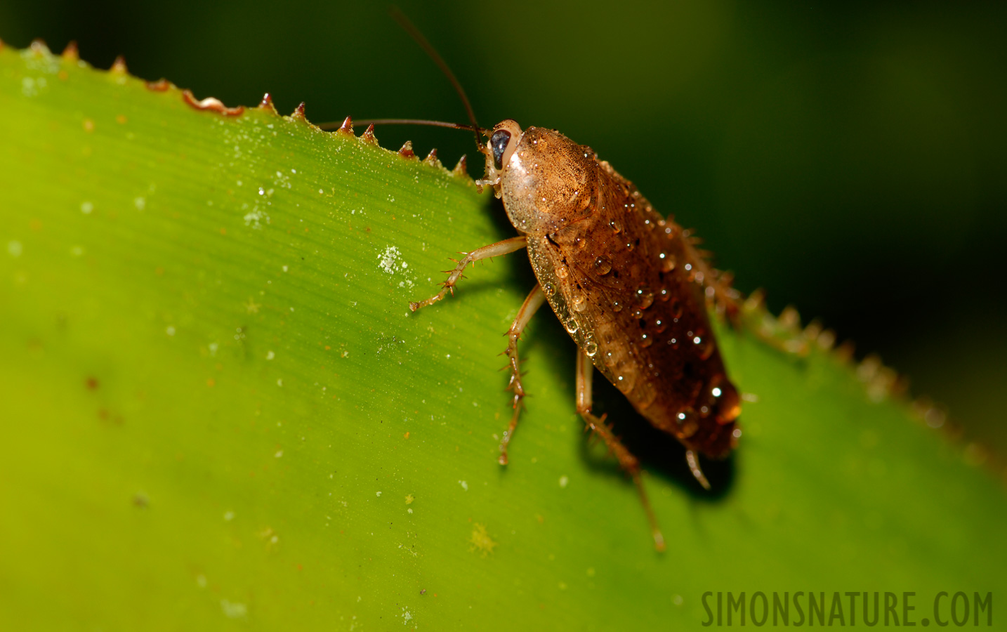 Blattodea sp [105 mm, 1/60 sec at f / 10, ISO 100]